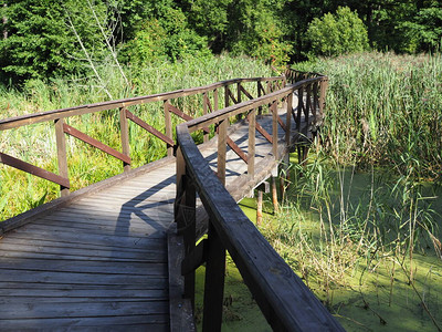 木林桥在自然公园中横跨森林生态图片