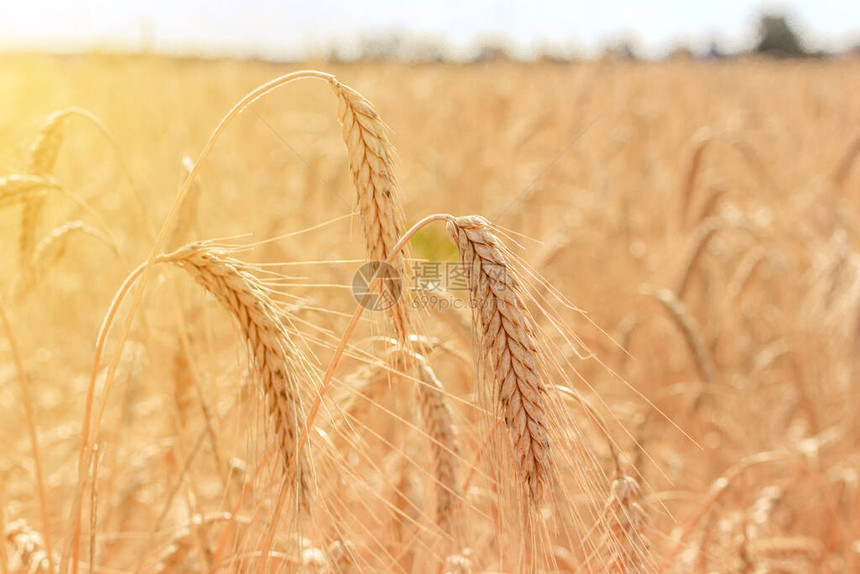 有麦穗的田野小穗低下了头成熟的作物收成小麦广告面包广告格瓦斯小麦作物的美丽图片