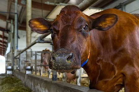 农场上的橙色奶牛红牛在棚的马厩里吃干草奶牛场农业产农牧背景图片