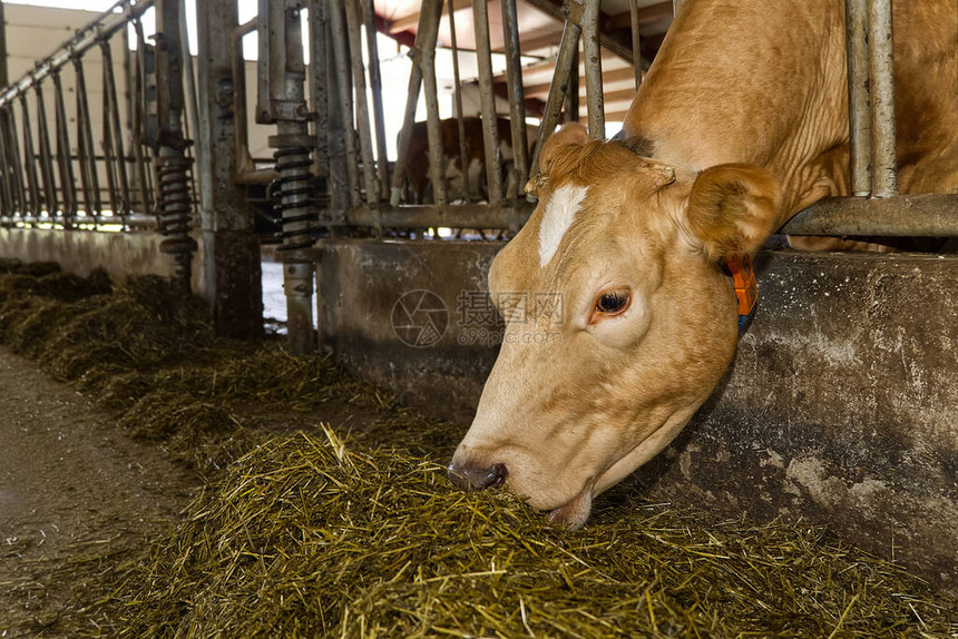 农场上的橙色奶牛红牛在棚的马厩里吃干草奶牛场农业产农牧图片