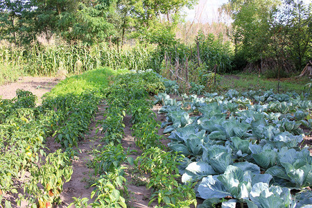 菜园里生长的卷心菜夏季或秋季收获图片