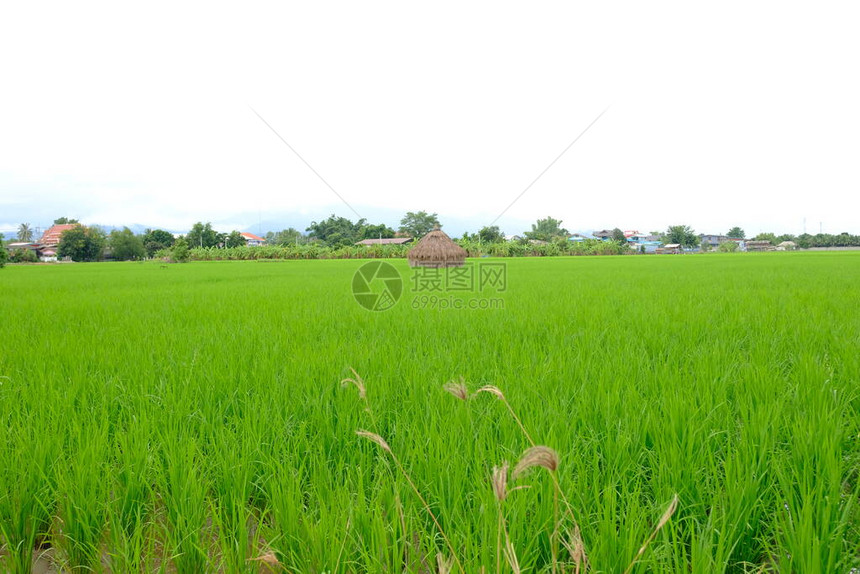 美丽的稻田和风景壁纸背景图片