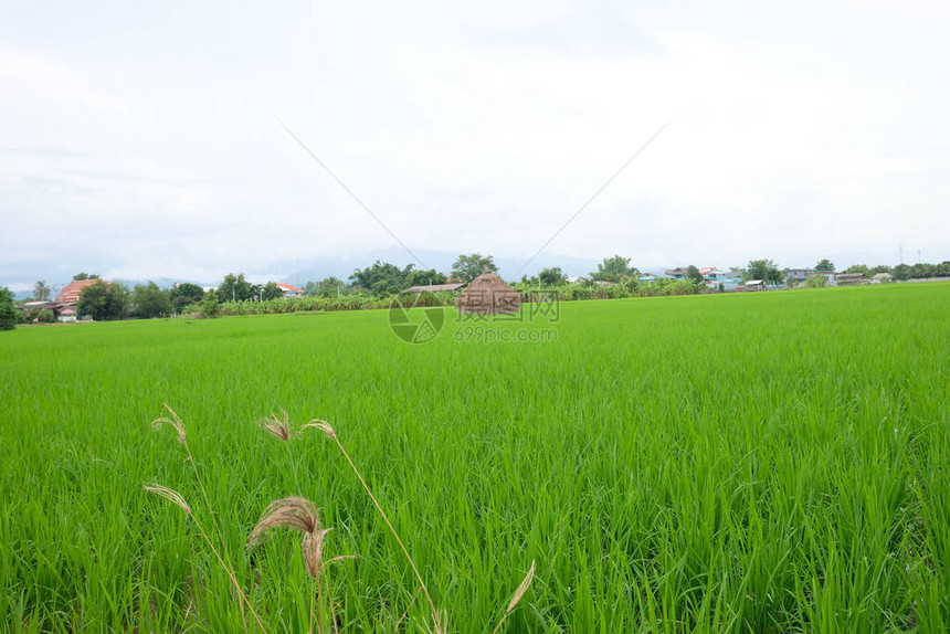 美丽的稻田和风景壁纸背景图片