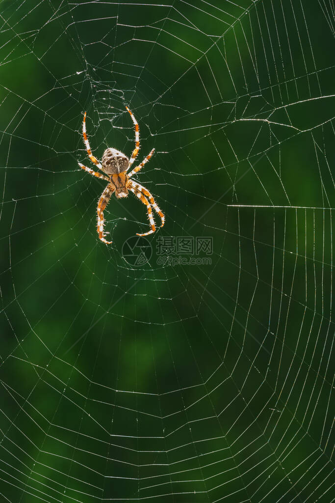 欧洲花园蜘蛛王冠蜘蛛橙子十字蜘蛛或加冕的天体织布工在其网上图片