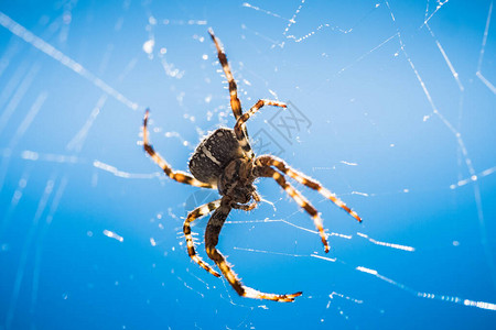 欧洲花园蜘蛛王冠蜘蛛橙子十字蜘蛛或加冕的天体织布工在其网中与图片