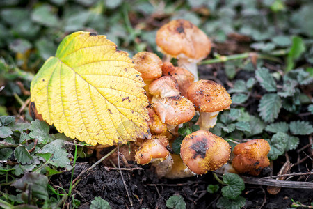树林里蘑菇上的黄秋叶图片
