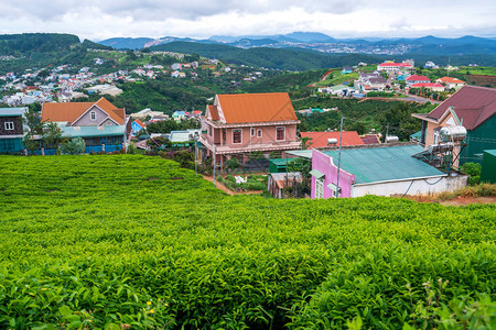 越南大叻高地一个暴风雨天茶山谷的小村庄这个地方为整个提图片