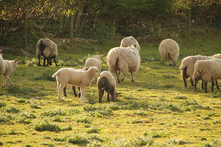 乡边的羊群图片