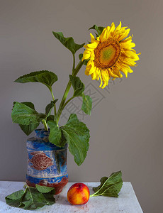 静物与盛开的向日葵和油桃复古极简主义图片