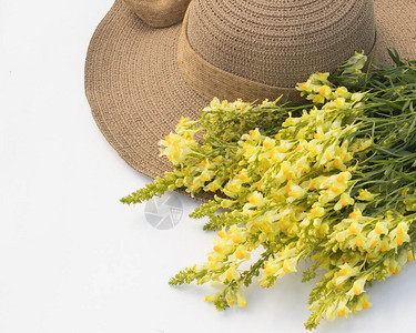 金鱼草野花束和白色背景上的女式太阳帽图片