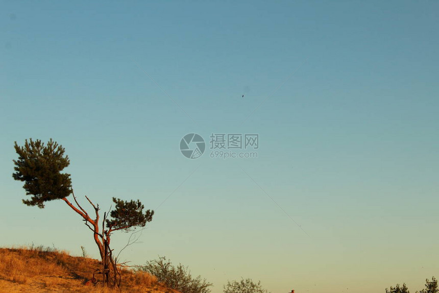 一棵孤单的树在沙地上生长与一片蓝色的天空草原景色相对为图片