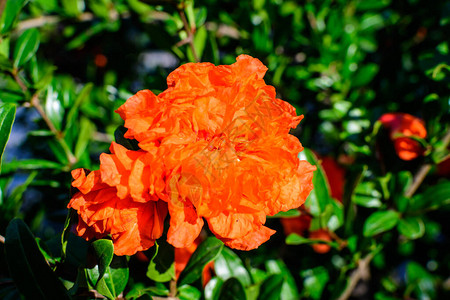 在模糊的绿色背景上盛开一朵美丽的鲜橙红石榴小花的特写图片