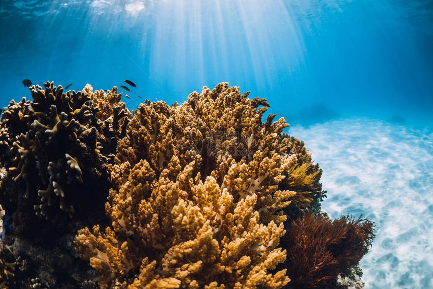 蓝大洋中的海洋动植物群热带水下图片