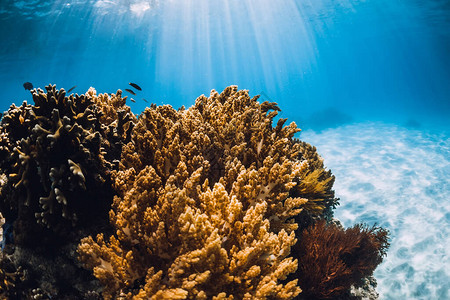 蓝大洋中的海洋动植物群热带水下图片