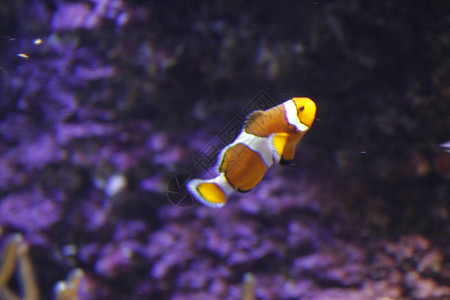 深海鳕鱼堡水族馆里的深海动物群背景