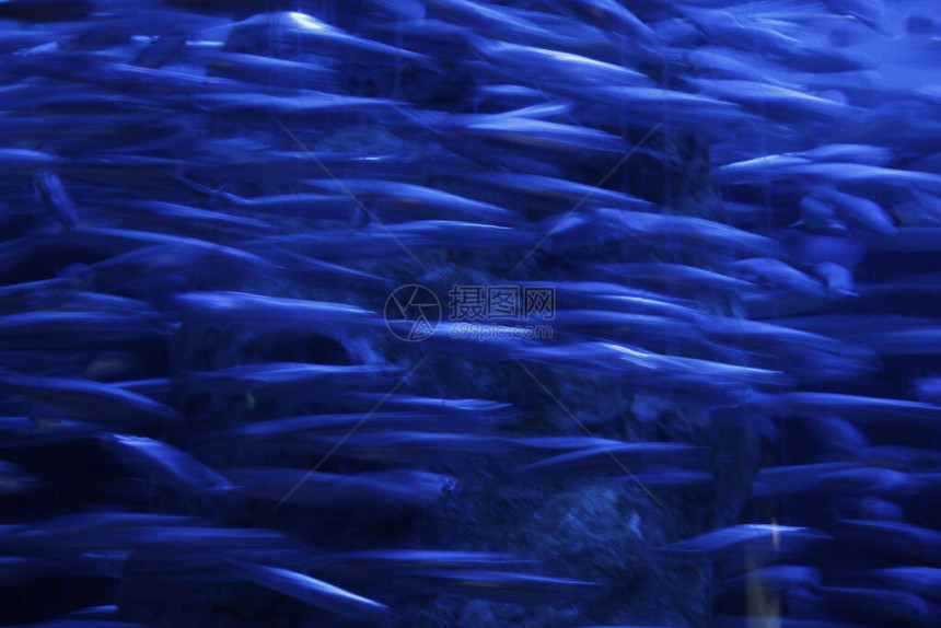 水族馆里的深海动物群图片