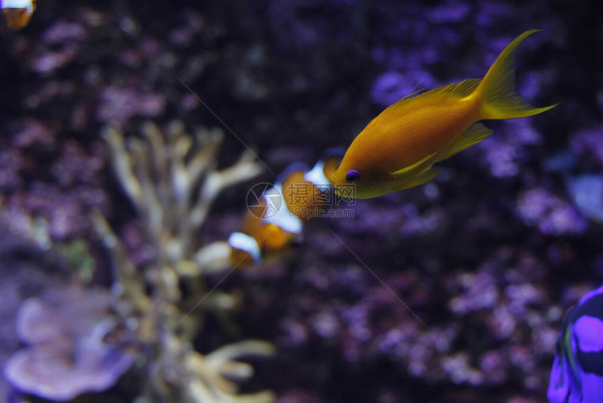 水族馆里的深海动物群图片