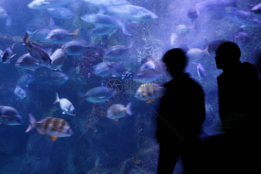 水族馆里的深海动物群图片