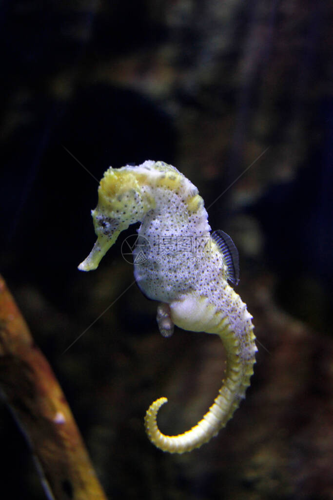 水族馆里的深海动物群图片