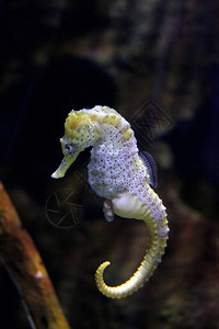 深海鳕鱼堡水族馆里的深海动物群背景