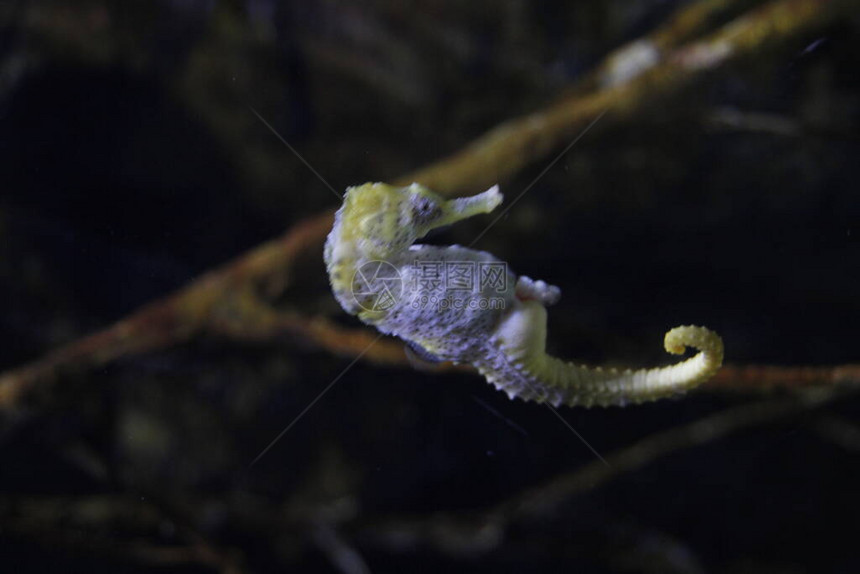 水族馆里的深海动物群图片