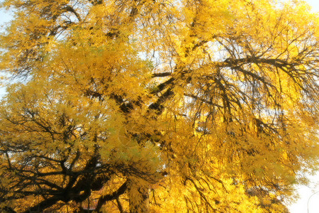 城市公园的秋天图片