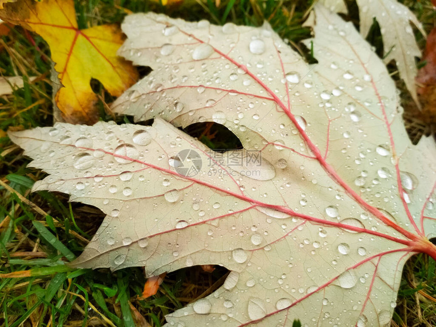 秋叶上下水滴清晨的雨滴图片