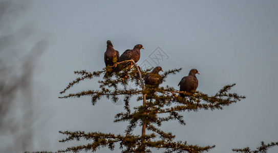 拉梅龙或橄榄鸽多彩的拉梅龙或橄榄鸽围在一棵背景图片