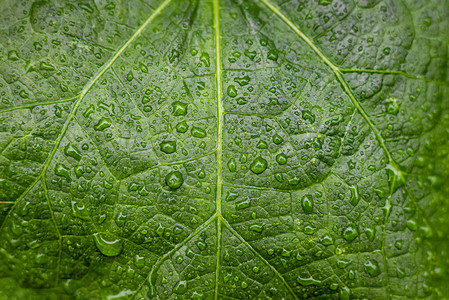 雨后有水滴的绿锦葵叶背景图片