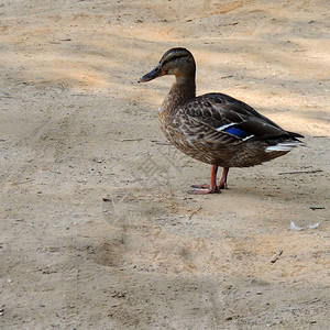 一只鸭子站在沙子上图片