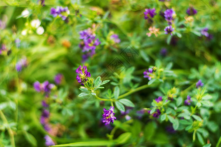 Alfalfa盛开的花朵是紫色的种着农场图片