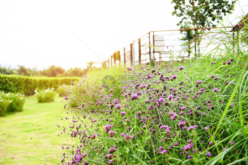 早晨花园和草地上盛开的紫色花朵夏日花园图片
