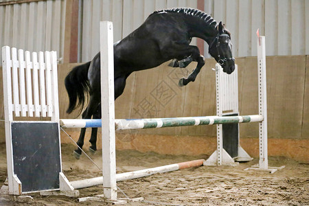 美丽的年轻纯种马跳过障碍在马场自由跳跃年轻漂亮的运动马免费跳图片