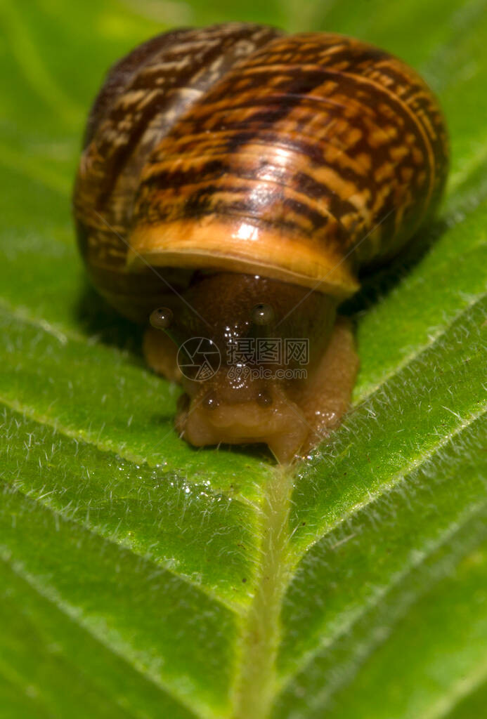 叶子上常见蜗牛的宏观镜头图片