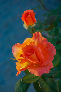 在绿色背景的两朵橙色玫瑰图片