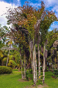 棕榈树间草地上的绿色热带树木图片