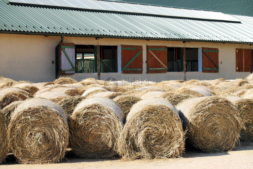 收获后有干草捆的农村动物农场的视图干草卷在农村夏令时结束干草质地干草堆成大堆放在一个不知图片
