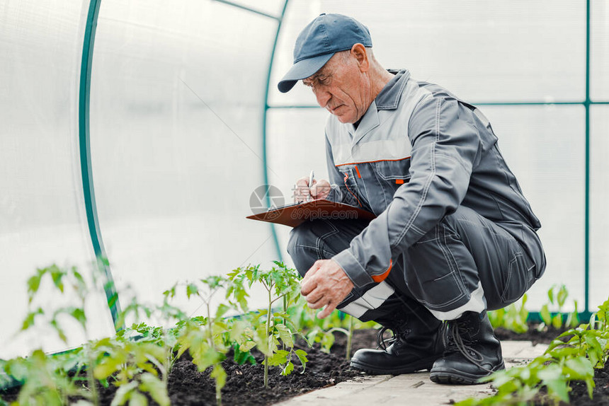 农民用平板检查植物和图片