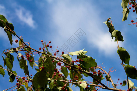 红色小苹果的树枝与蓝天相对美丽的夏日风景图片