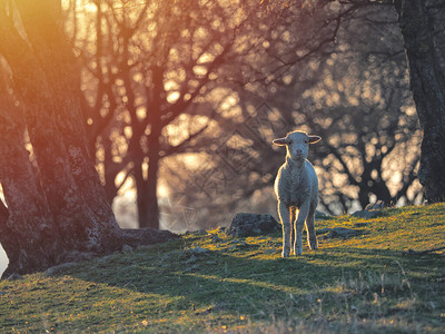 日出时绿草地上的羊群图片