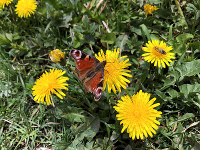 欧洲孔雀蝴蝶坐在花朵上图片