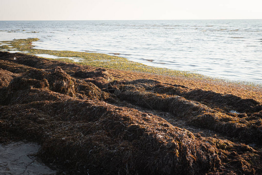 肮脏的海岸有绿藻和水母环境灾难图片