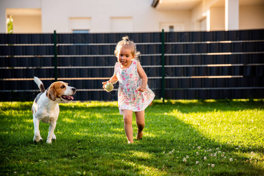 宝贝女孩在夏日与小猎犬在花园里奔跑有儿童概念的家畜狗图片