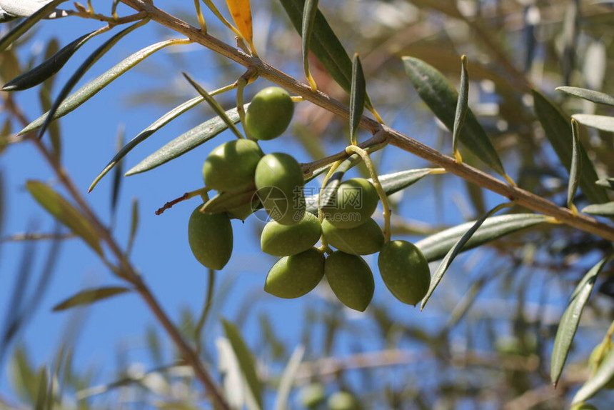 地中海水果树上的橄榄和图片