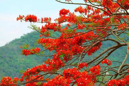 公园红火树在秋天季节风飘动绿山背景模图片