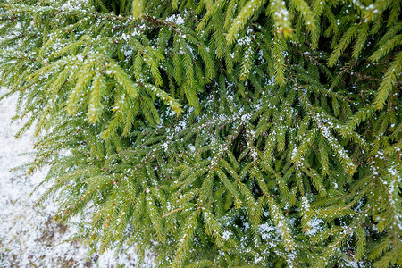 圣诞树云杉冷杉树覆盖的白霜和花图片