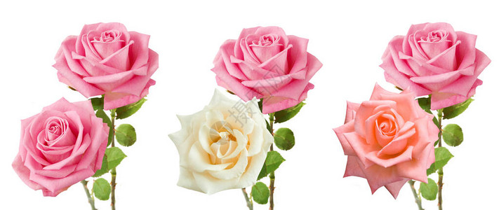 美丽的玫瑰束设置隔离在白色背景图片