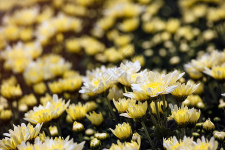 白色和黄色的菊花与bok图片