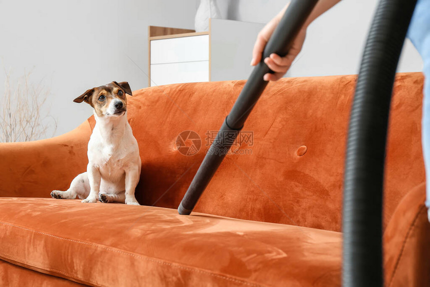从沙发上吸尘动物毛发的可爱狗的主人图片