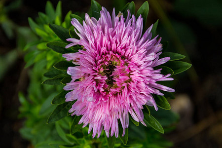 花园坛上的粉红色紫菀花图片